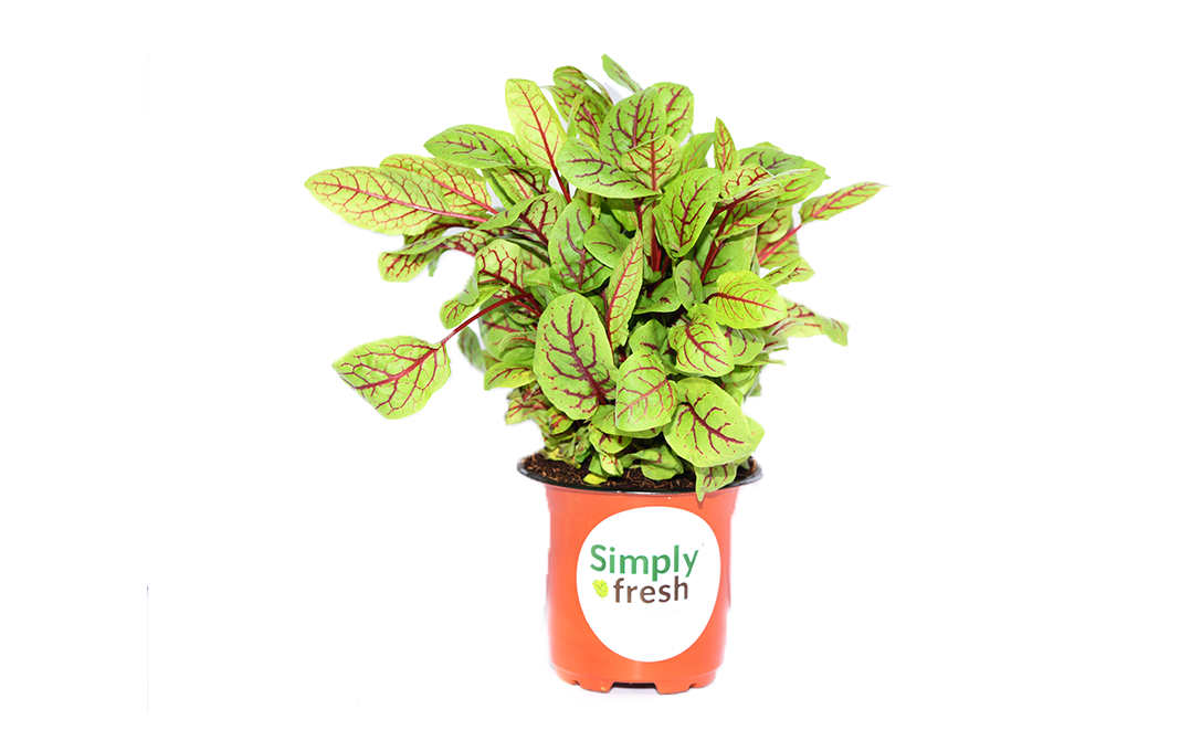 Simply Fresh Red Sorrel-PP    Box  1 pcs
